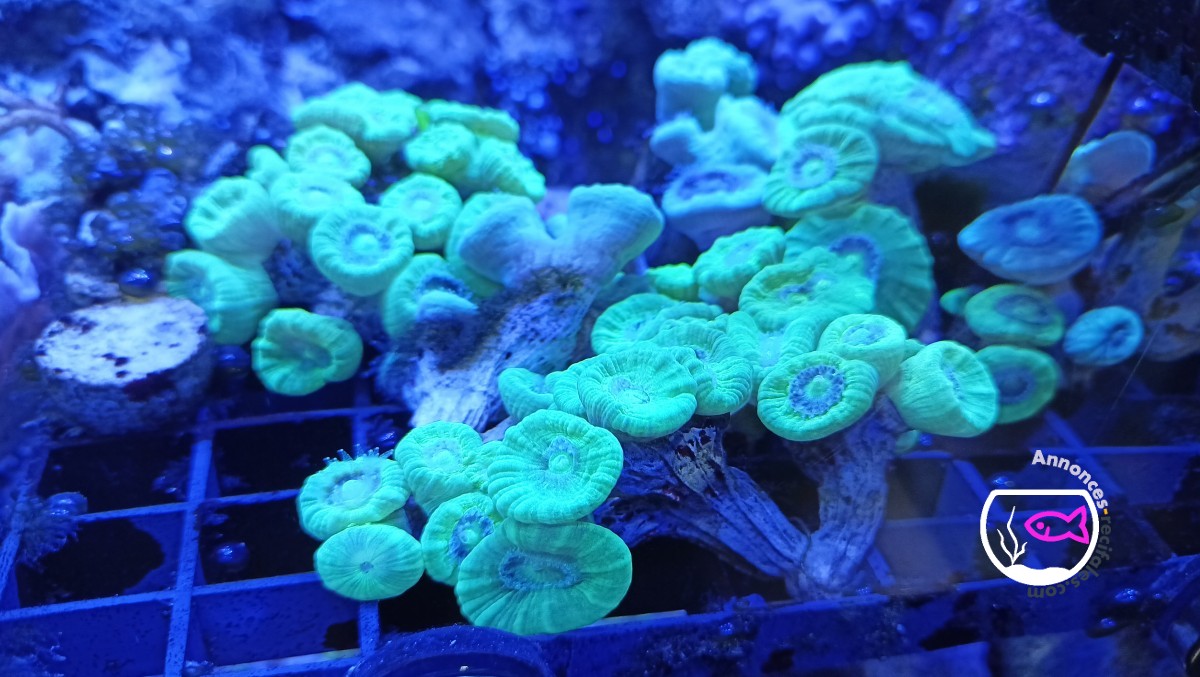 Caulastrea vert fluo