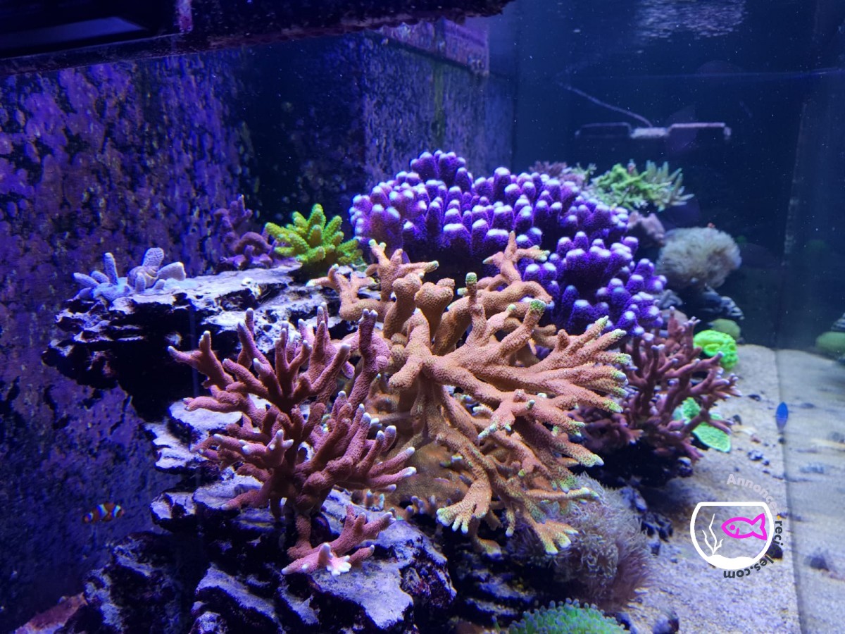 coraux SPS