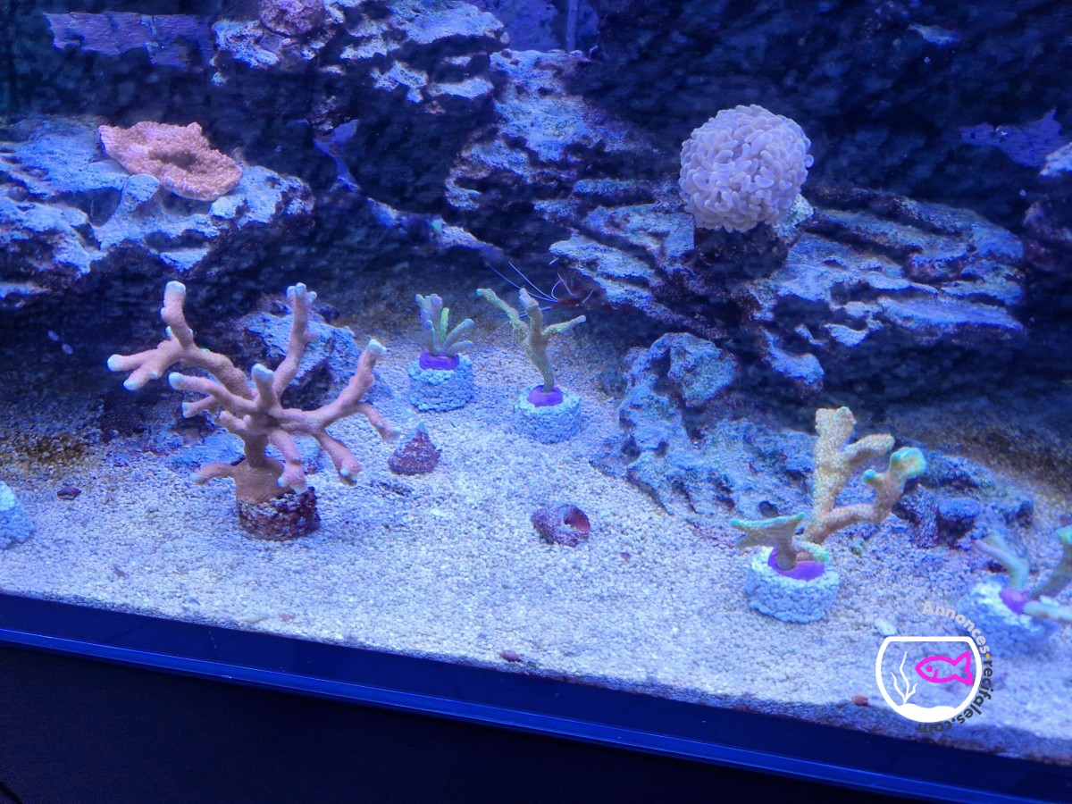 coraux SPS